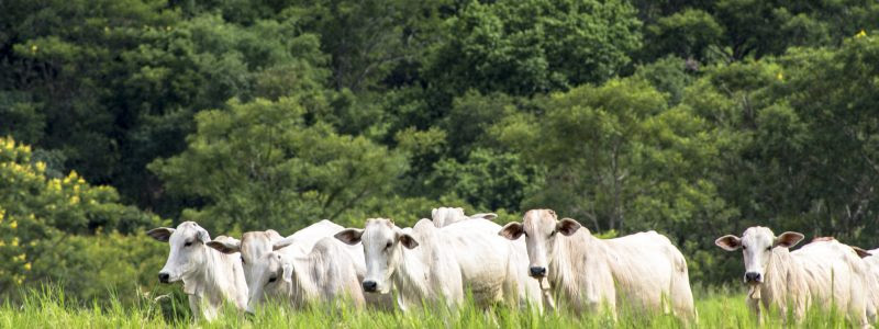 Pecuária sustentável na Amazônia é tema de programação da ExpoMeat 2023