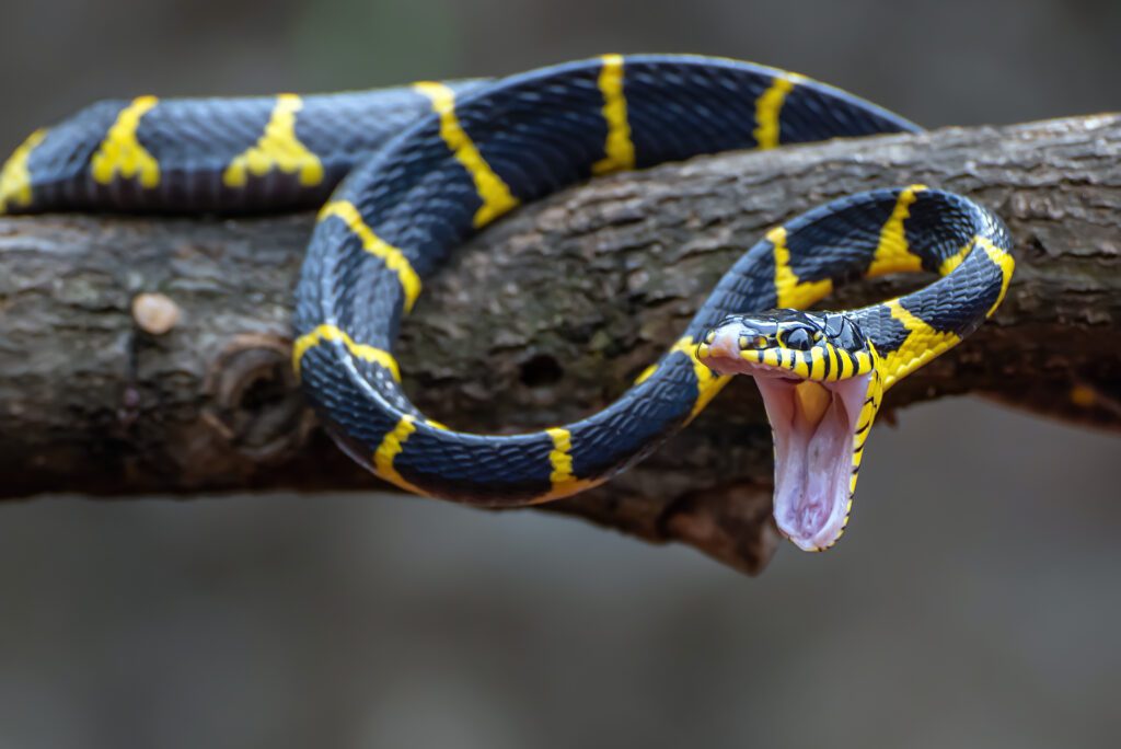 Sonhar com cobra: o que significa e seu simbolismo