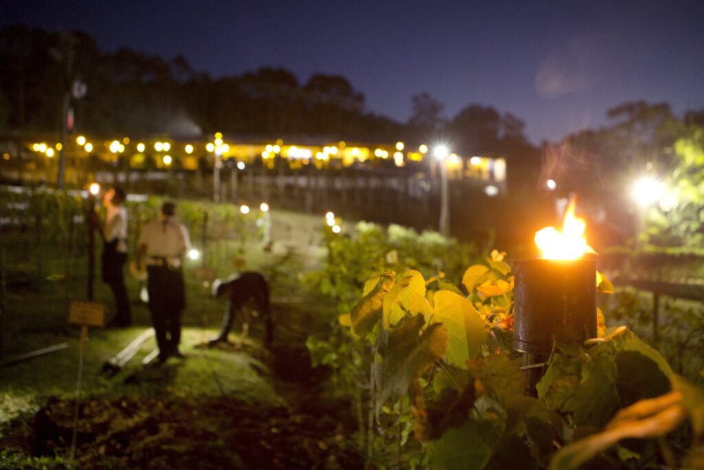 Quinta do Olivardo realiza a primeira noite do "Vinho dos Mortos" em 2024 - Jantar acontece no terceiro sábado do mês na Rota do Vinho em São Roque