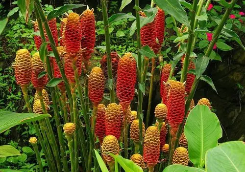 Plantas Tropicais da Ásia