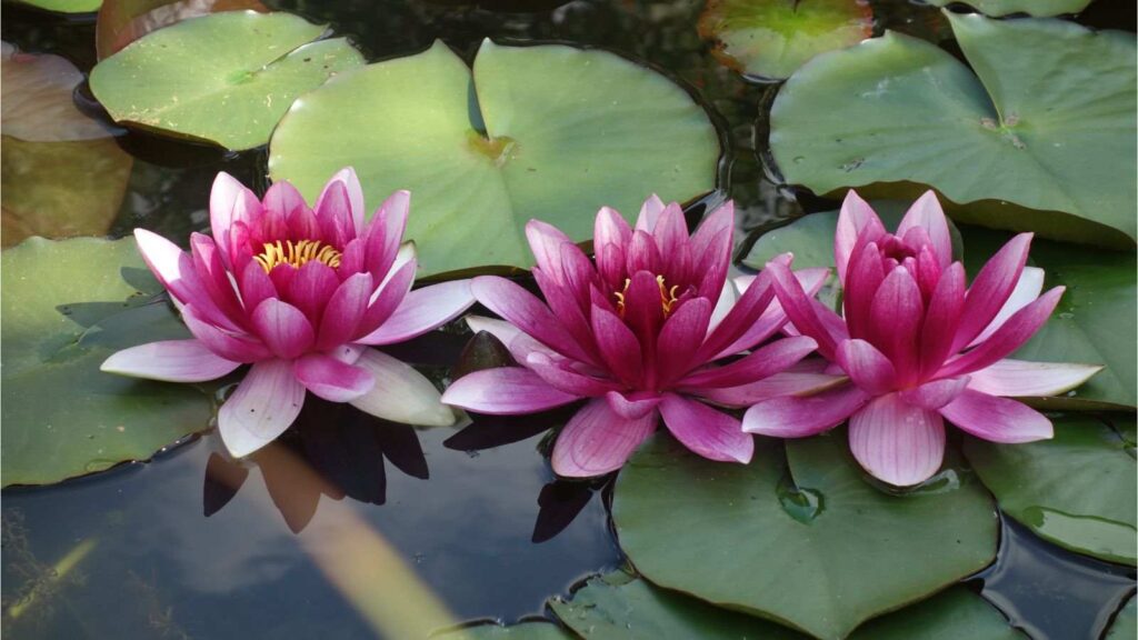 flor de lotus