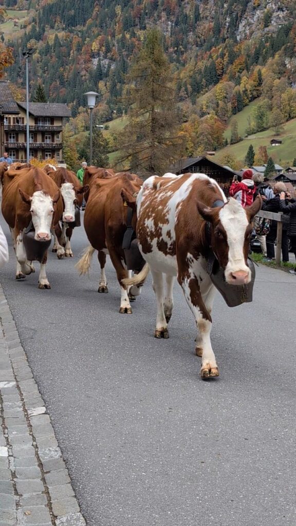 Curiosidades da Suíça para Turistas